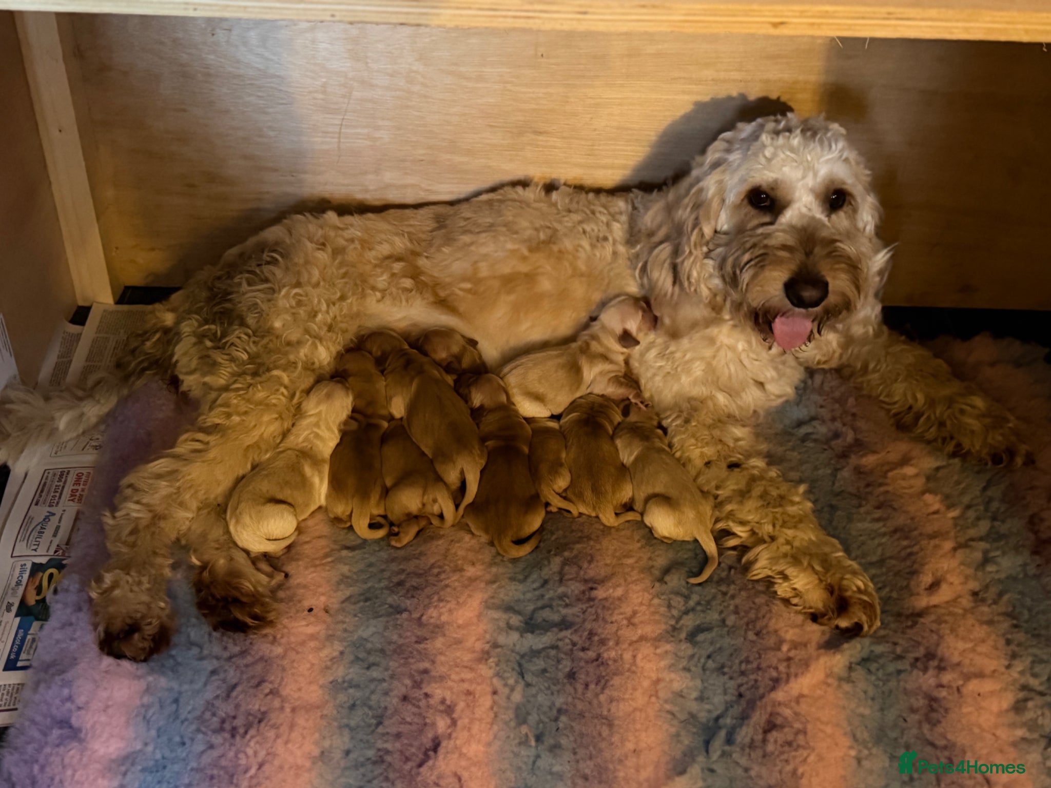 Goldendoodle dogs Goldendoodle Puppies  - Advert 1