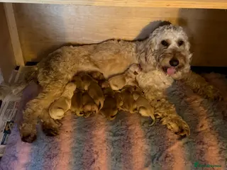 Goldendoodle dogs Goldendoodle Puppies - Advert 5