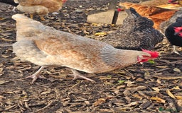 Chickens poultry for sale: Lovely Chickens for Sale –  Just Started Laying - Image 3