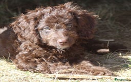 Australian Labradoodle dogs for sale: 🧡💚💙Last girl available, fully health test💙💚🧡 - Image 24