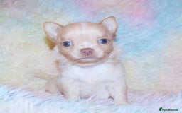 Chihuahua dogs for sale: KC REG HEALTH TESTED CHIHUAHUA BABIES - Image 10
