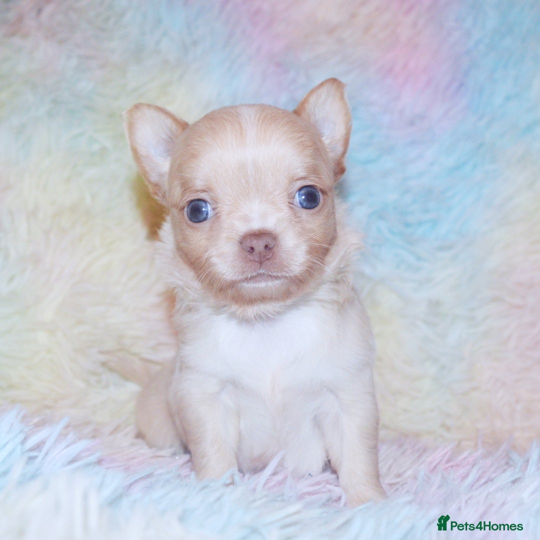 Chihuahua dogs for sale: KC REG HEALTH TESTED CHIHUAHUA BABIES - Image 10