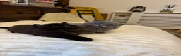 British Longhair cats for sale: Adorable British Long Hair Kittens (Girl & Boy)  - Advert 13