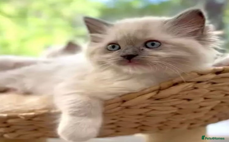 Ragdoll cats in Leicester - Advert 6