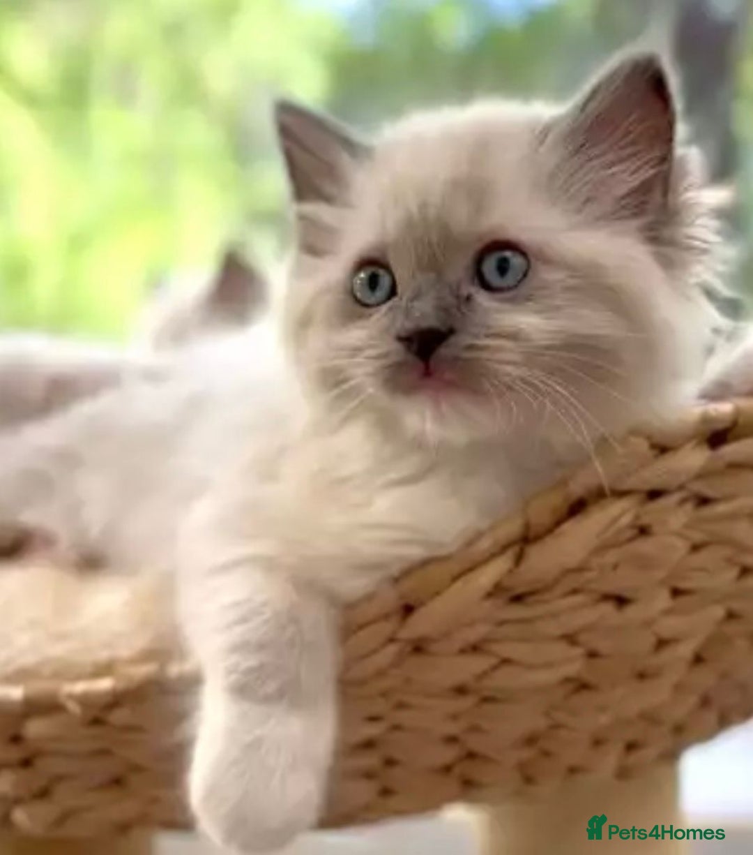 Ragdoll cats for sale: Cheshire ragdoll kittens in Leicester - Image 1