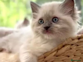 Ragdoll cats Cheshire ragdoll kittens in Leicester - Advert 1