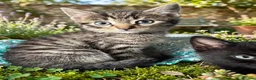 Mixed Breed cats for sale: 3 cats and 3kittens - Advert 13