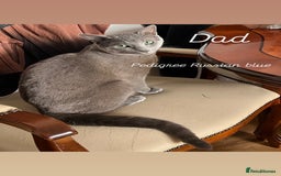 Russian Blue cats for sale: Pedigree Russian blue kittens - Ready to go - Image 10