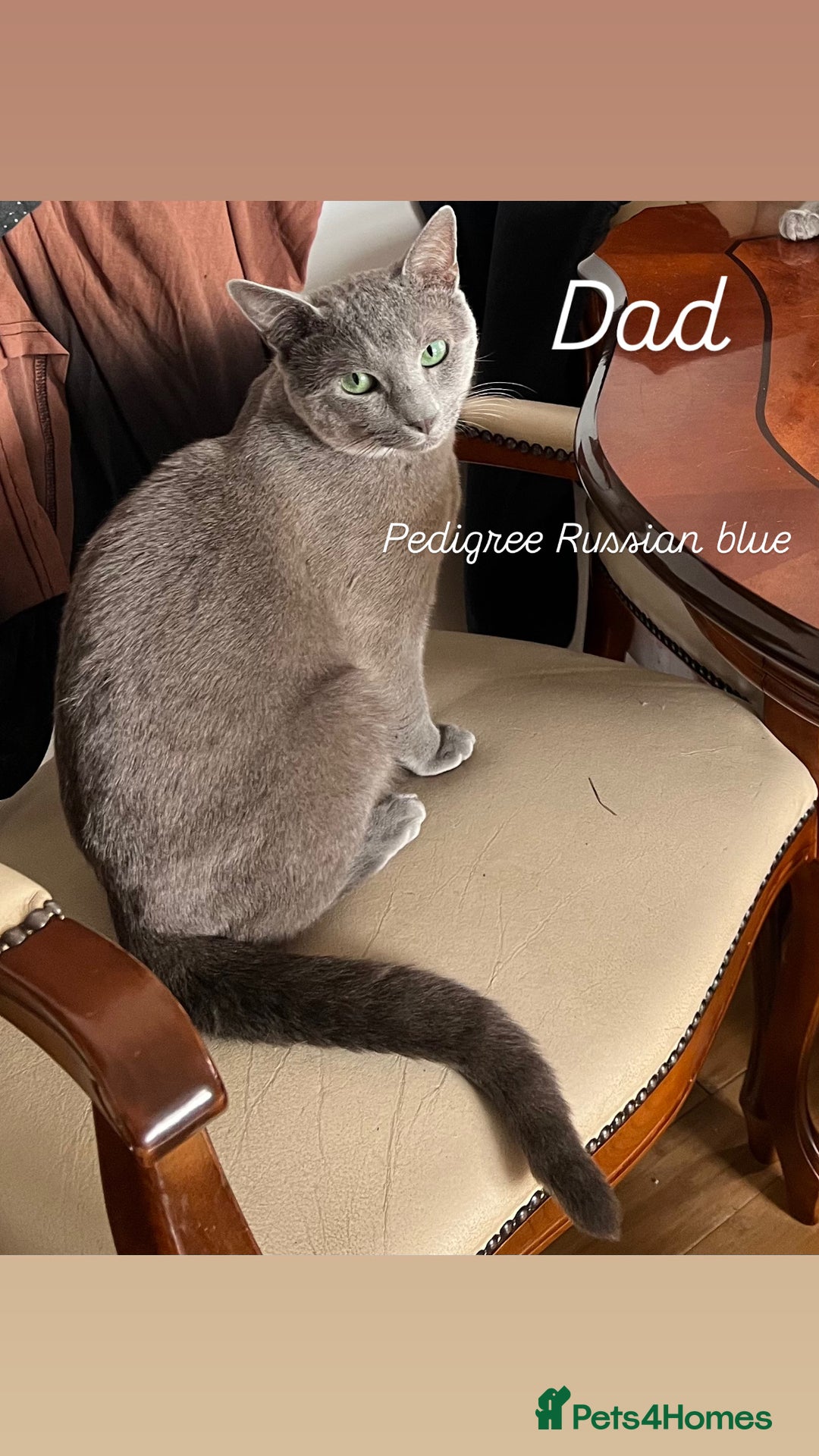 Russian Blue cats for sale: Pedigree Russian blue kittens - Ready to go - Image 10