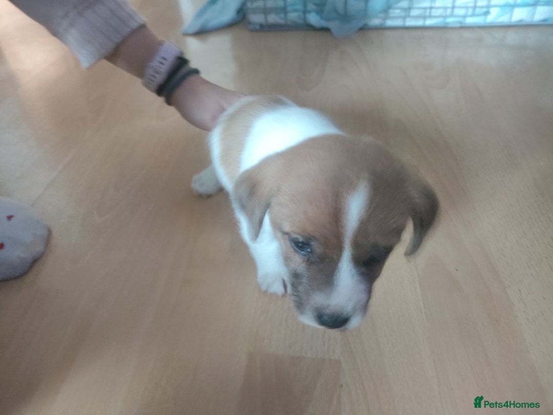 Mixed Breed dogs for sale: Male Jack Russell  - Advert 3