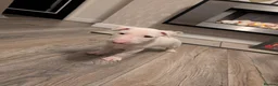 English Bull Terrier dogs for sale: English bull terrier puppies - Advert 14