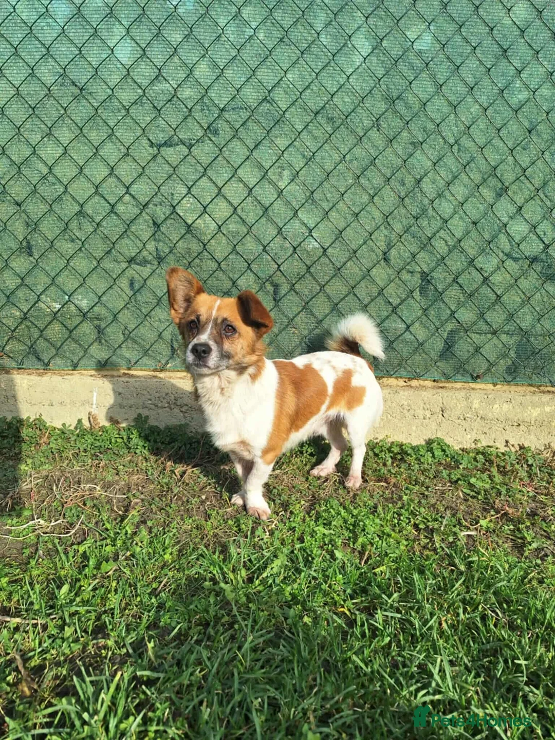 Mixed Breed dogs for adoption: Meatball for adoption - Advert 3