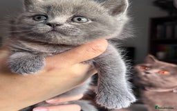 Scottish Fold cats for sale: Beautiful British Shorthair Scottish Fold Kittens - Advert 33