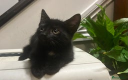 Domestic Shorthair cats for sale: 2 Gorgeous black kittens!!  - Image 3