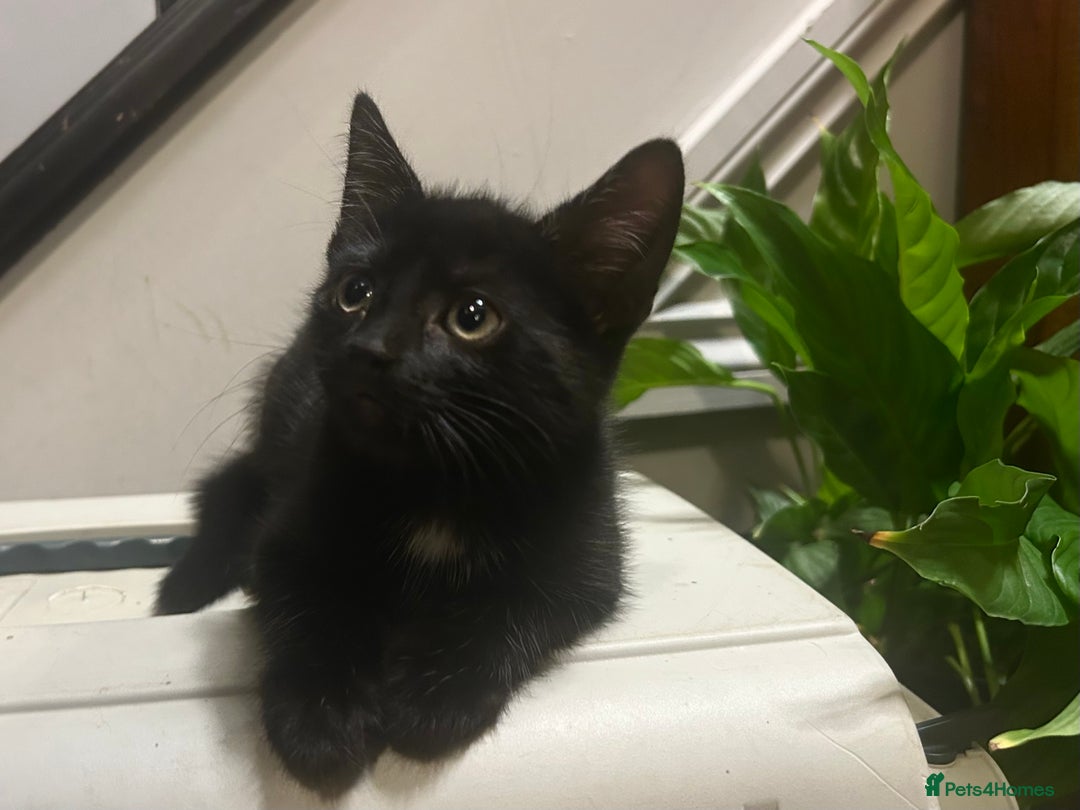 Domestic Shorthair cats for sale: 2 Gorgeous black kittens!!  - Image 3