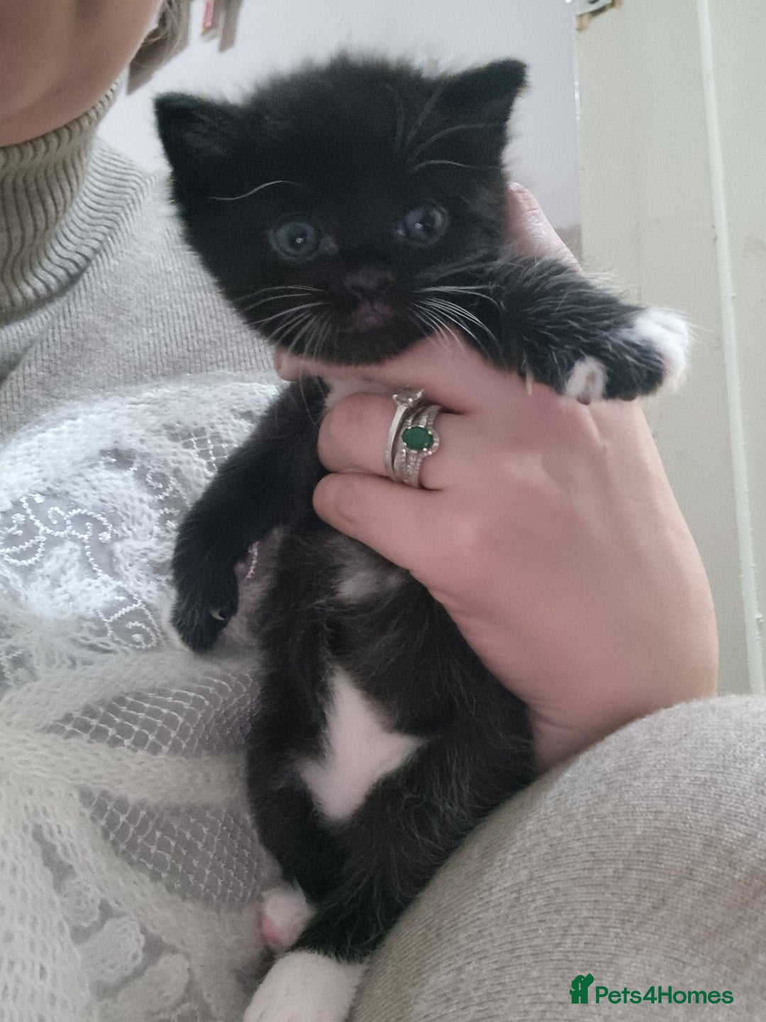 Mixed Breed cats for sale: 2 kittens for sale - Image 6