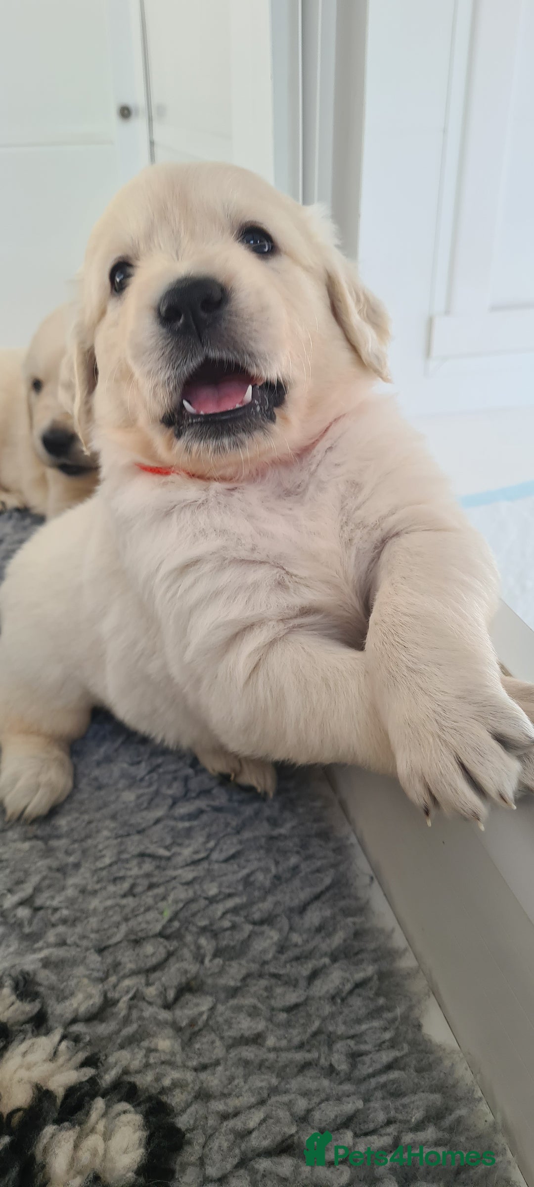 Golden Retriever dogs for sale: White Retriever Puppies Ready Aug 18th - Image 3