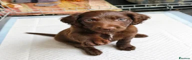 Cockapoo 1