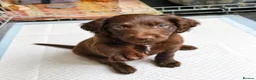 Cockapoo dogs for sale: Beautiful Cockapoo Pups Looking for Loving Homes in Guildford - Advert 7