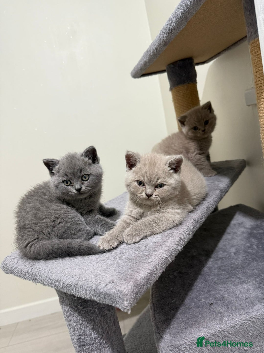 British Shorthair cats for sale: British shorthair kitten - Advert 12