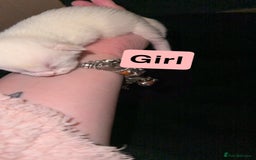 Mixed Breed cats for sale: Kitten - Advert 4