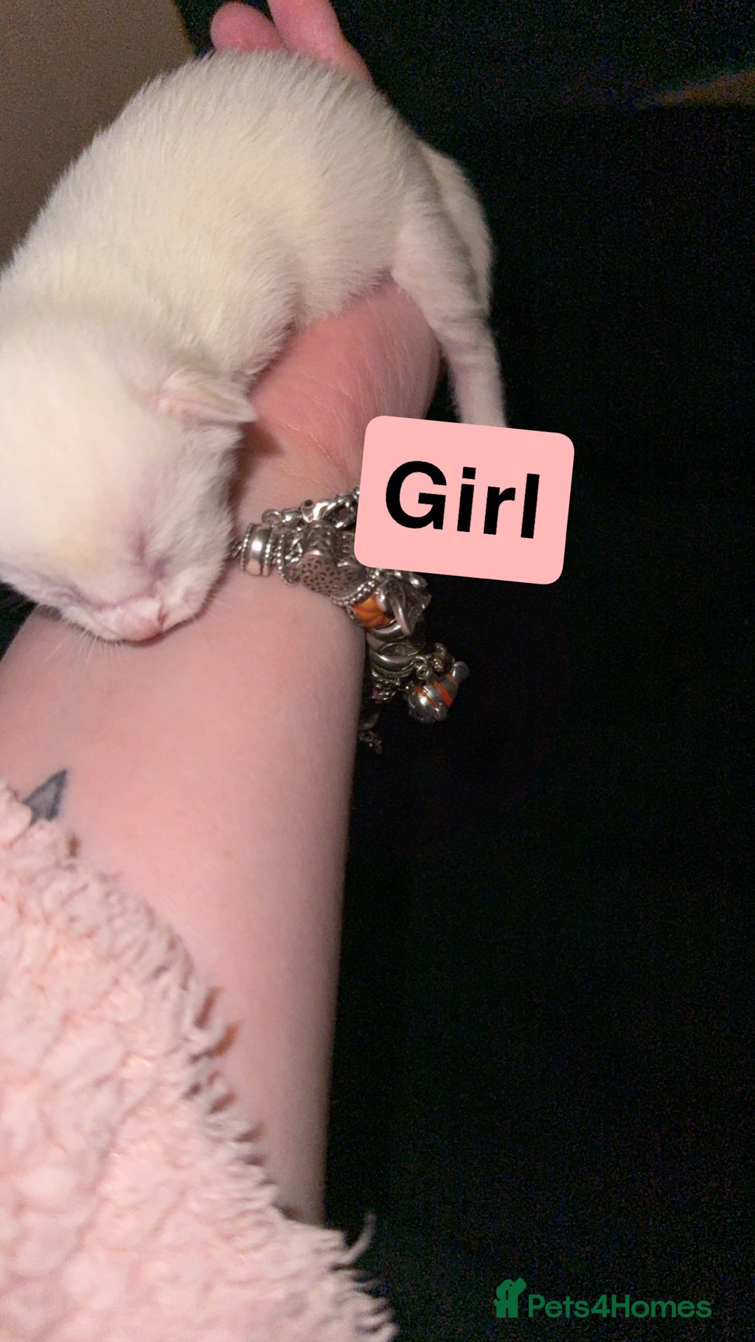 Mixed Breed cats for sale: Kitten - Advert 4