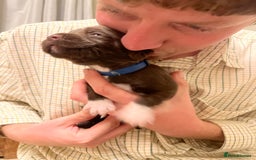 Springador dogs for sale: Springador Puppies for Sale  - Image 16