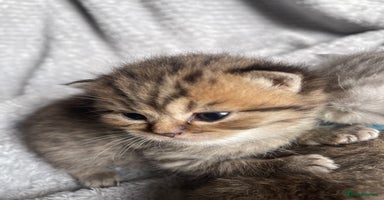 Scottish Fold cats - Advert 9