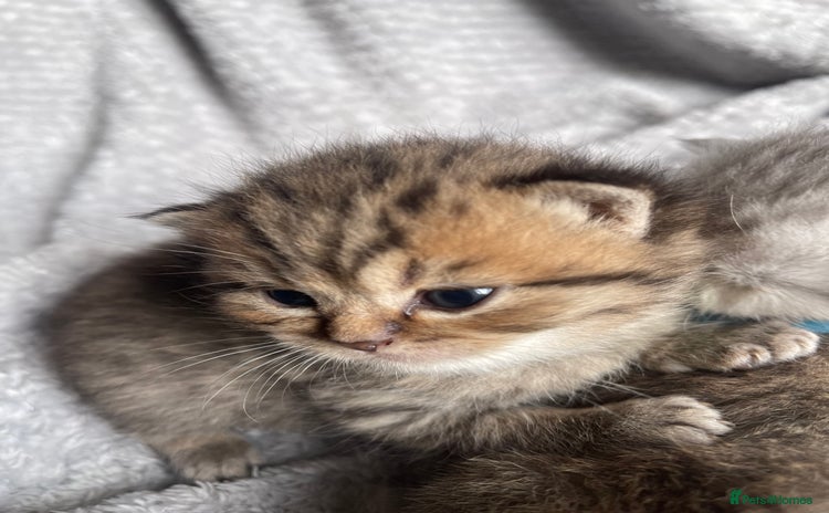 Scottish Fold cats - Advert 4