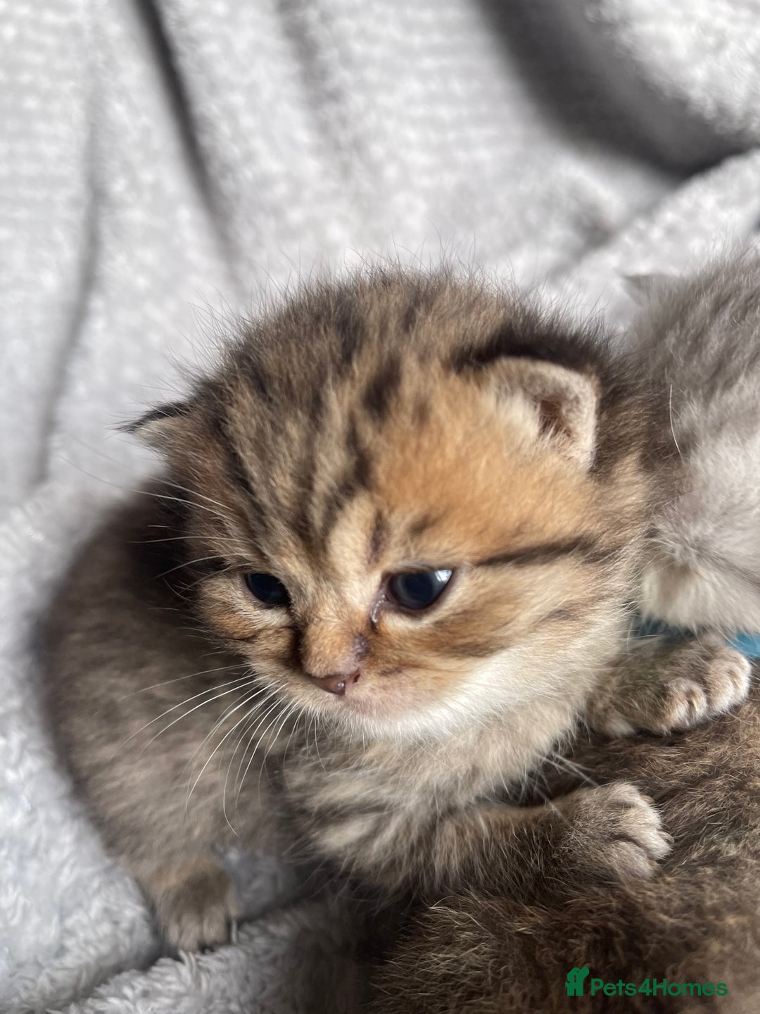 Scottish Fold cats for sale: Scottish fold kittens - Image 8