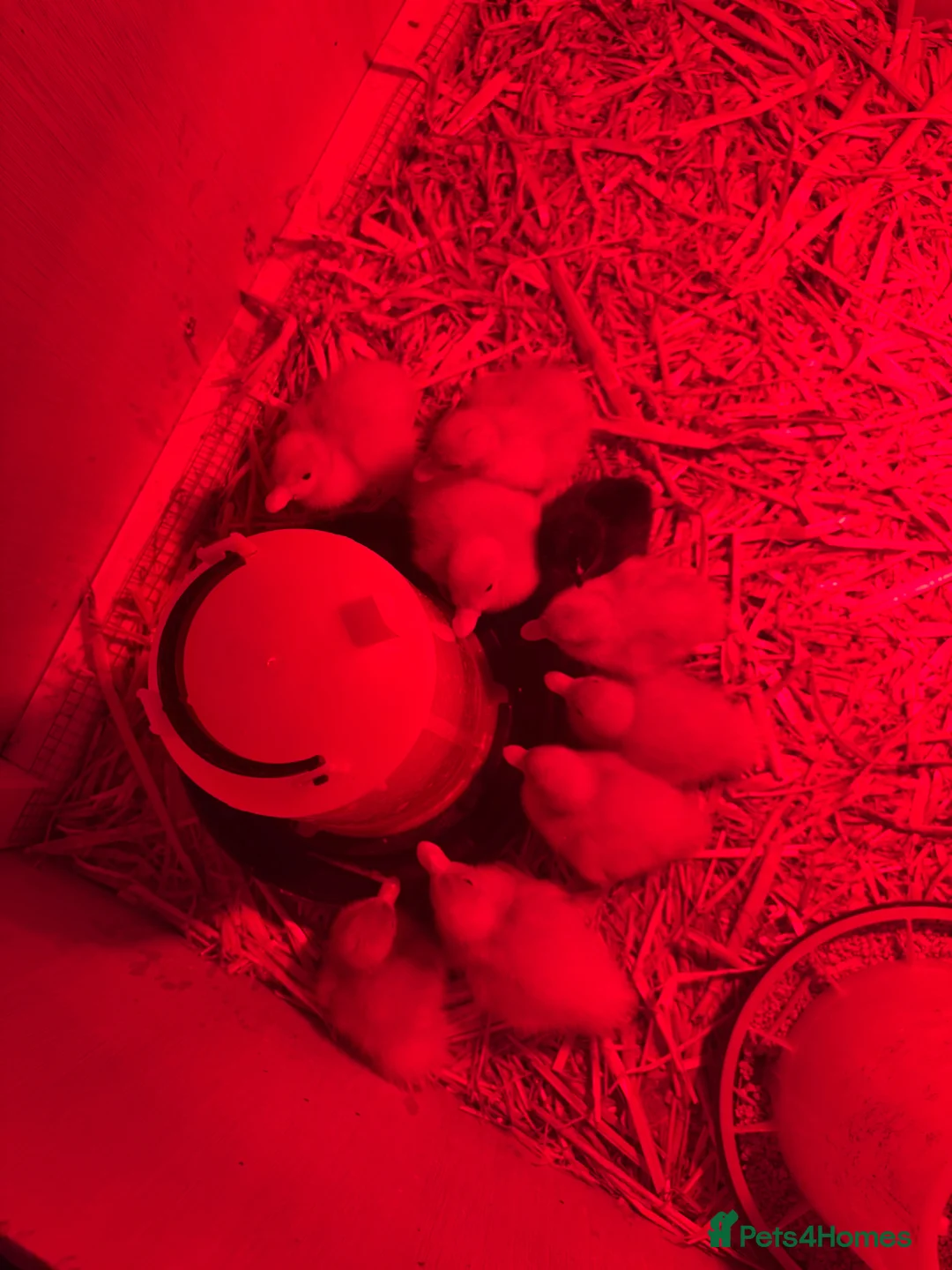 Ducks poultry for sale: white call ducklings for sale  in Basingstoke - Advert 2