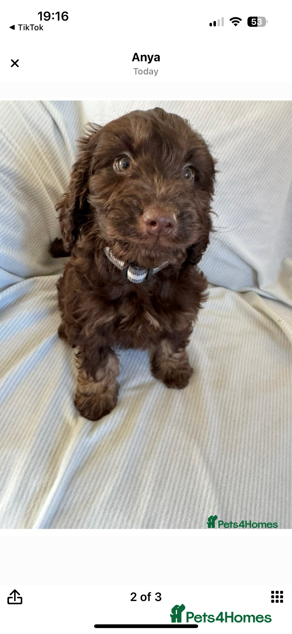 Cockapoo dogs F1 toy cockerpoo puppies - Advert 2