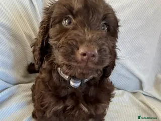 Cockapoo dogs F1 toy cockerpoo puppies - Advert 2