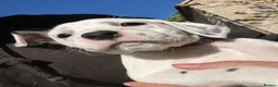 Mixed Breed dogs for sale: 🐾 Stunning Dalmatian × Boxer Puppies 🐾 in Leek - Advert 11