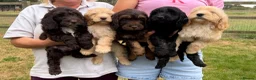 Cockapoo dogs for sale: Stunning F1 Cockapoos looking for 5⭐️ homes!  - Advert 5