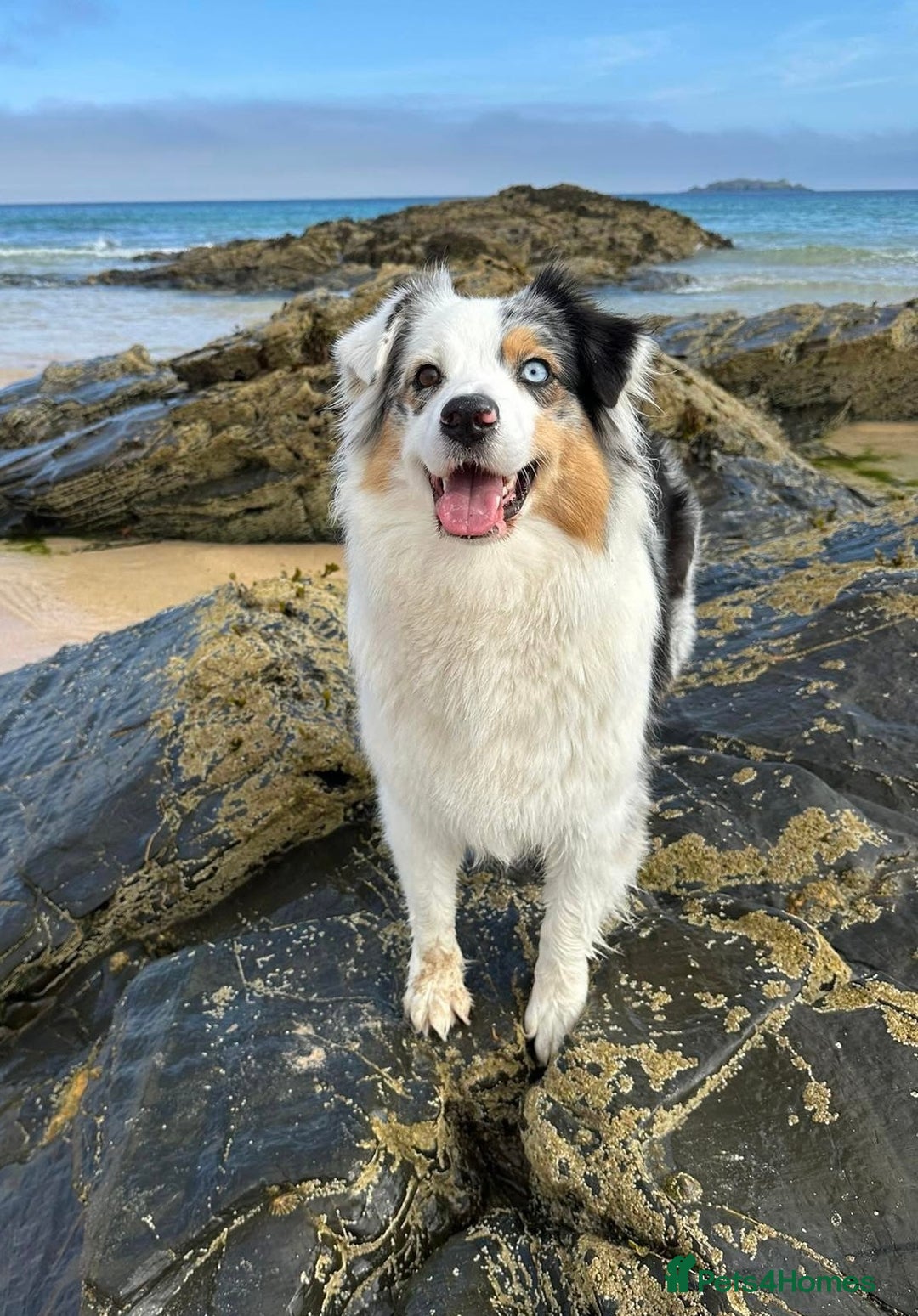 Australian Shepherd dogs for sale: Full Aussie KC registered pups - Image 2