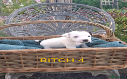 Jack Russell dogs for sale: Tremendous JRT puppies  - Image 32