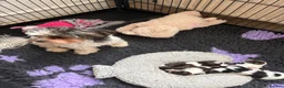 Chorkie dogs for sale: Miniature chorkies  in Ripley - Advert 14