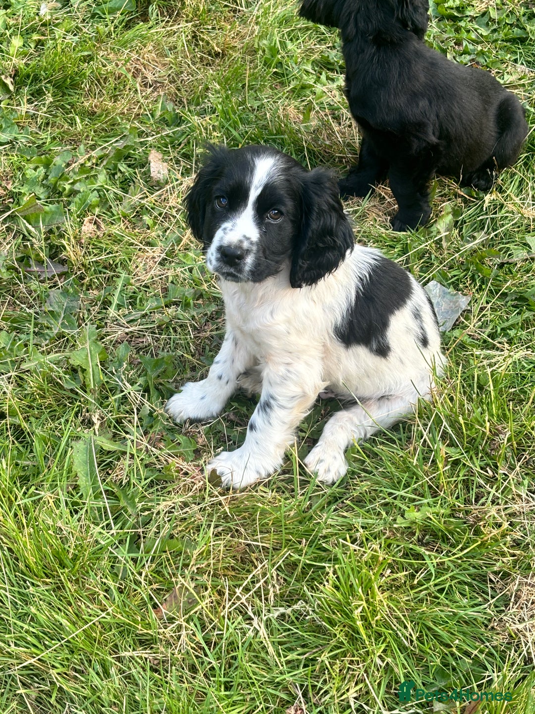Cocker Spaniel dogs for sale: 2 boy cocker spaniel puppys looking for a new home - Image 6