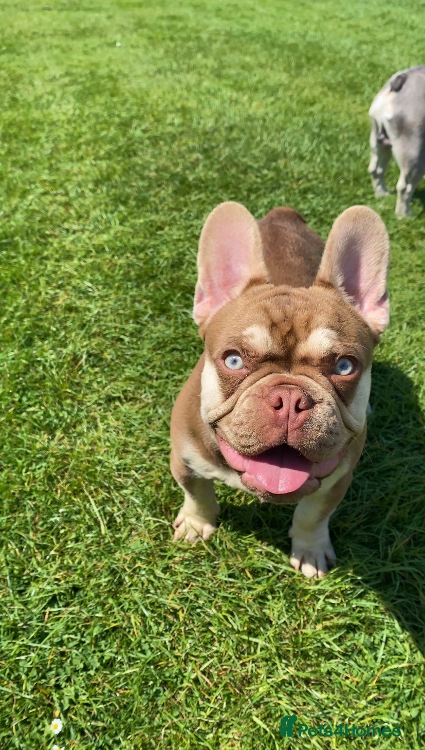 French Bulldog dogs 🐻 New shade chocolate ROJO 🍫  - Advert 4