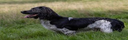 English Springer Spaniel dogs for stud: AT STUD  in Warminster - Advert 2