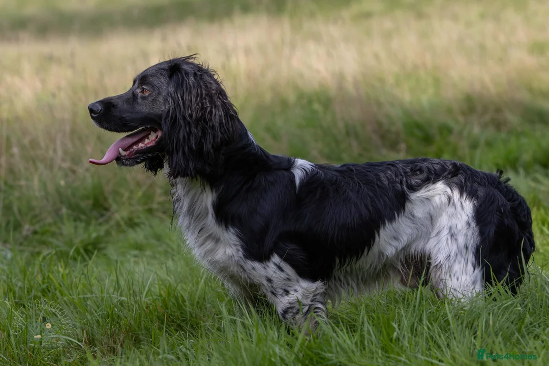English Springer Spaniel dogs for stud: AT STUD  in Warminster - Advert 2