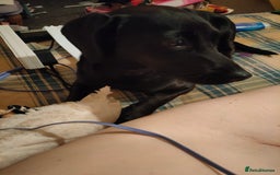 Patterjack dogs for sale: Puppy  - Image 3
