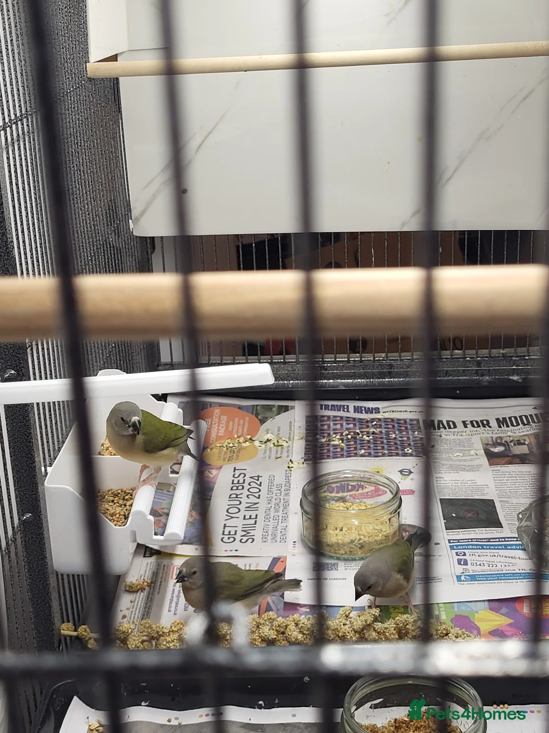 Finches birds for sale: Young gouldian finches - Advert 7