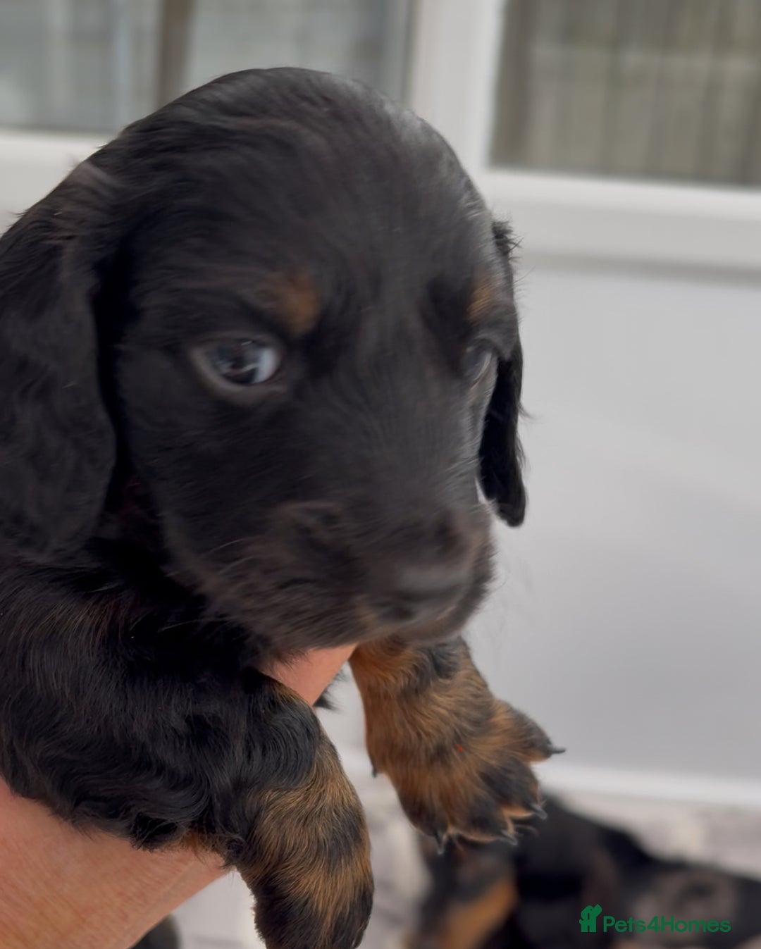 Dachshund dogs for sale: Long haired dachshunds  - Image 8