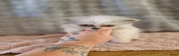 Pomeranian dogs for sale: Super Unique & Rare Pomeranian Girls 🩷🐾✨ - Advert 8
