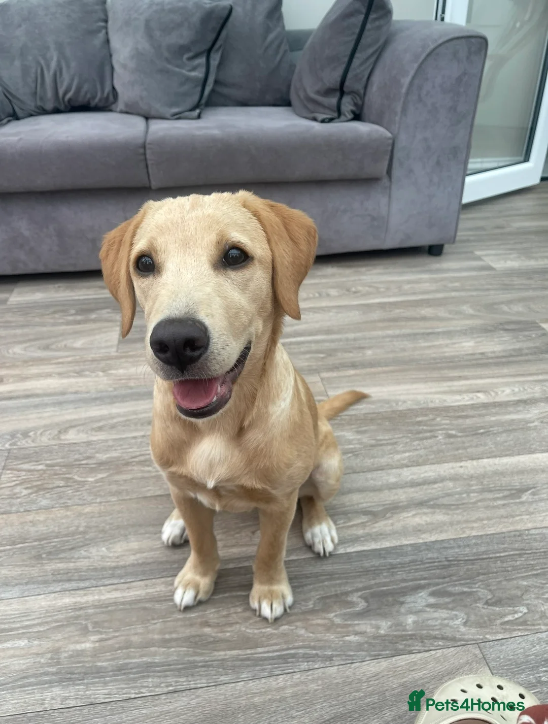 Labrador Retriever dogs for sale: Pedigree & KC registered black Labrador puppies  - Advert 2