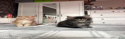 Maine Coon cats for sale: BEAUTIFUL MAINE COON KITTENS LOOKING FOR NEW HOME - Advert 14