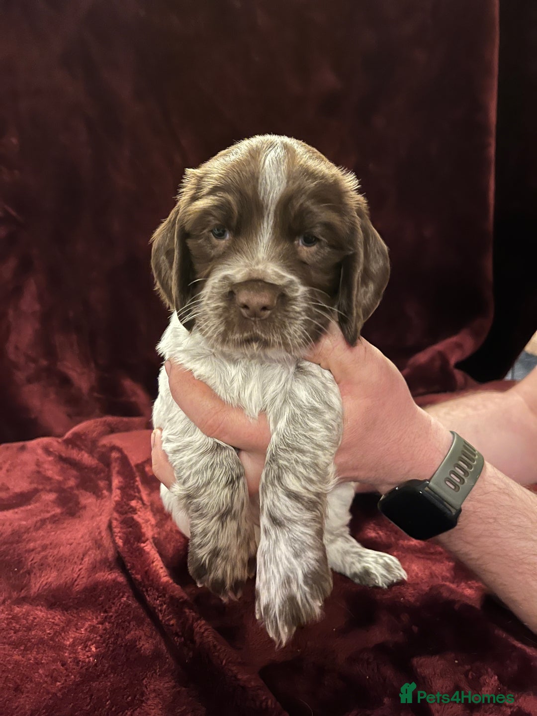 Sprocker dogs for sale: Beautiful Sprocker Spaniel Puppies  - Advert 8