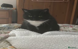 British Shorthair cats for sale: Free to good home - Image 2
